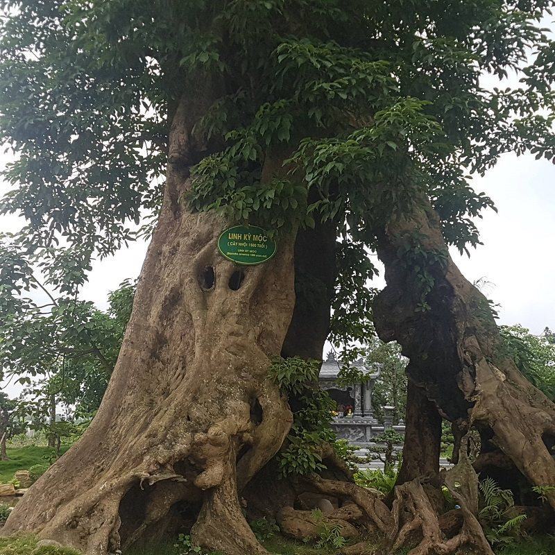 {title} Thanh Hóa,biệt phủ,lâu đài