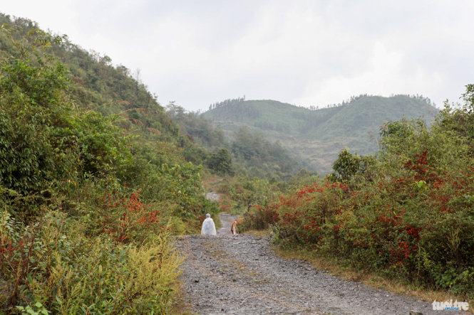 Mùa "quả tình" trên cao nguyên đá 