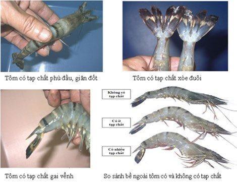 Tôm đã bị bơm hóa chất Nhận biết tôm bơm tạp chất như thế nào?