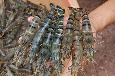 Tôm tươi ngon là tôm còn sống, vỏ sáng bóng, còn nguyên chân, càng Tôm tươi ngon là tôm còn sống, vỏ sáng bóng, còn nguyên chân, càng