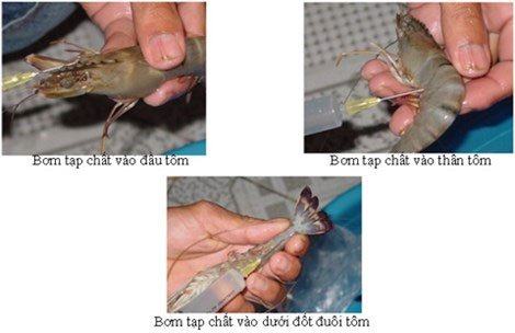 Tạp chất được bơm vào tôm qua đầu, thân và đuôi Tạp chất được bơm vào tôm qua đầu, thân và đuôi. (Ảnh minh họa)