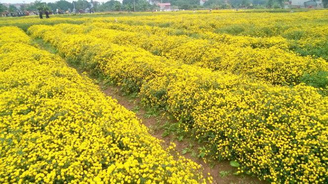Những cánh đồng cúc tiến vua vàng rực&nbsp;- Ảnh: N.P.Huệ