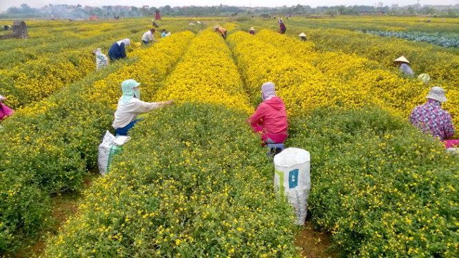 Người dân tập trung thu hoạch hoa cúc&nbsp;- Ảnh: N.P.Huệ