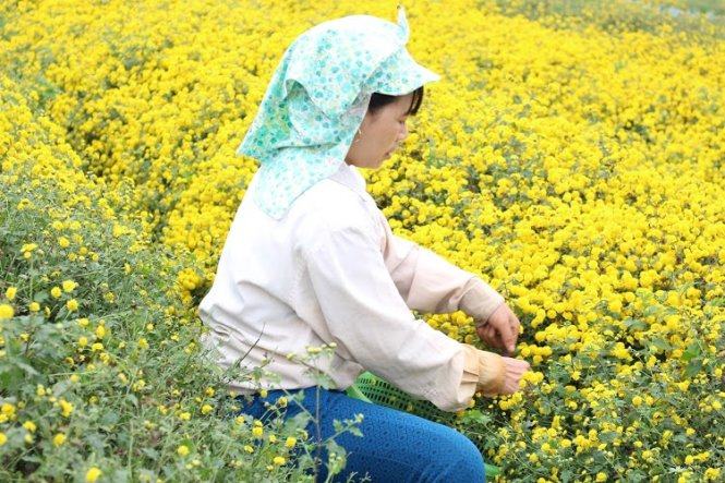 Cắt hoa về làm thuốc&nbsp;- Ảnh: N.P.Huệ