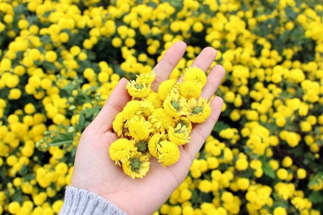 Những bông hoa xinh xắn cũng là vị thuốc&nbsp;- Ảnh: N.P.Huệ