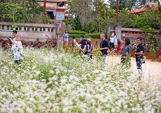 Lên Đà Lạt ngắm hoa tam giác mạch