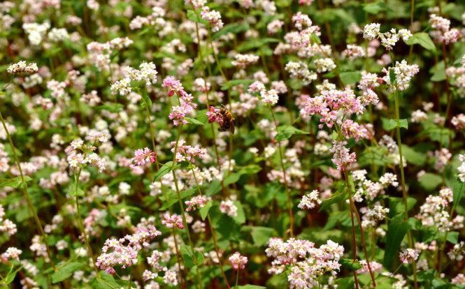 Xem hoa tam giác mạch mọc bên vệ đường&nbsp; 