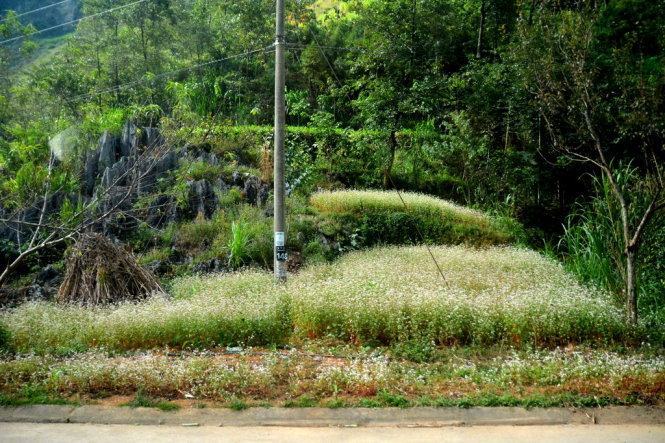 Xem hoa tam giác mạch mọc bên vệ đường&nbsp; 