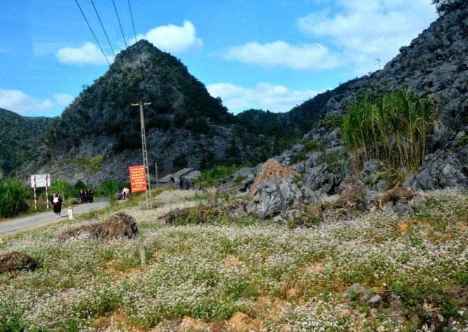 Xem hoa tam giác mạch mọc bên vệ đường&nbsp; 