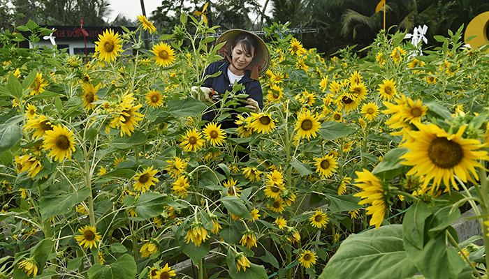 Làng hoa xuân bên sông
