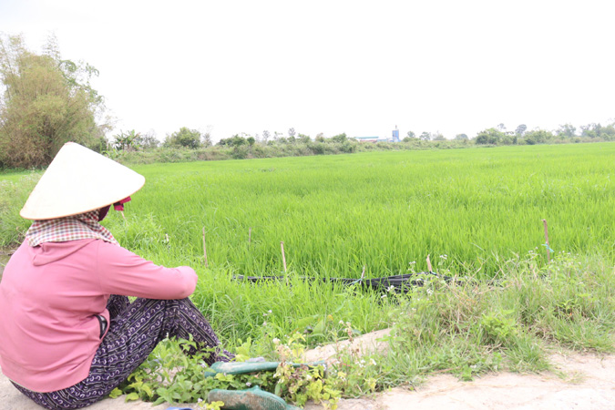 Đà Nẵng chủ động ứng phó xâm nhập mặn