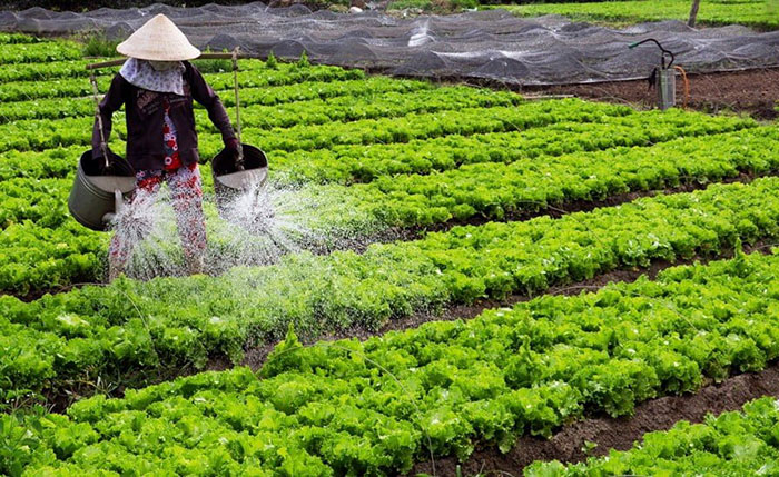 TP.HCM thúc đẩy sản xuất rau công nghệ cao, mở rộng chuỗi thực phẩm an toàn