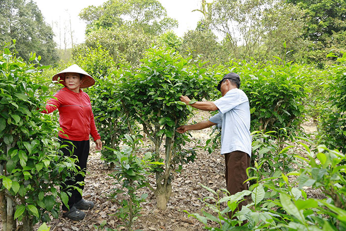 Những mùa hương cũ bên dòng Ô Lâu